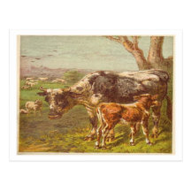 Cow and Calf Postcard