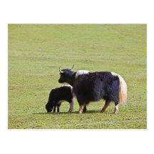 Cow and calf Yak, Lijiang Post Card