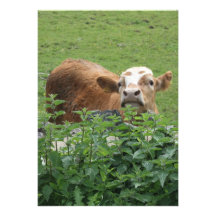 Cow and stinging nettles personalized invite