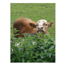 Cow and stinging nettles post cards
