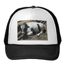 cow,baby trucker hat