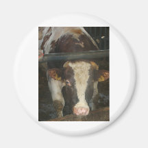 Cow Fridge Magnet