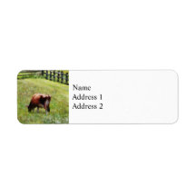 Cow Grazing in Pasture Labels