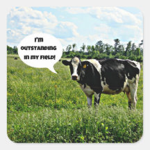 Cow Humour Square Sticker