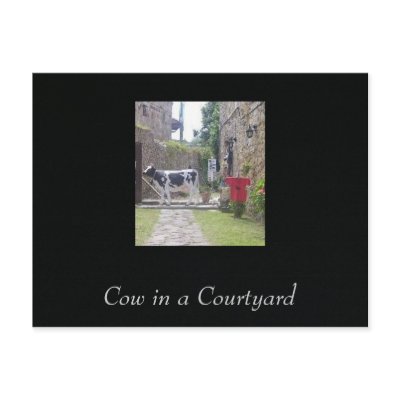 Cow in a Courtyard Postcard by Stronsy