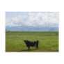 Cow in a field postcards
