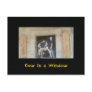Cow in a Window Post Cards