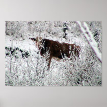 Cow In The Bushes Print