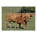 Cow licking calf card