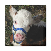 Cow Magnet