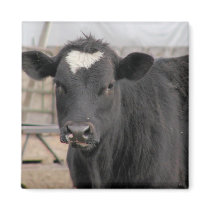 Cow Fridge Magnets