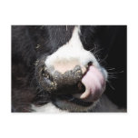 Cow picking nose post cards