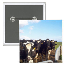 Cow Pins