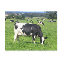 Cow Post Cards