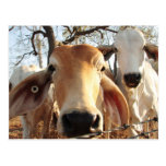 Cow Postcards