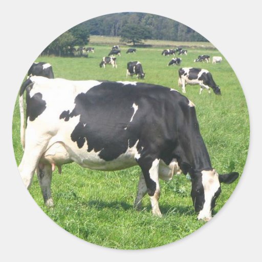 Cow Round Sticker