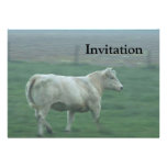 Cow Running Announcement