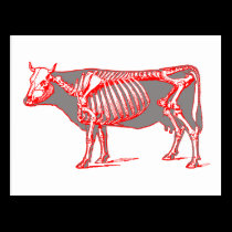 Cow skeleton postcards