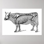 Cow_skeleton Print
