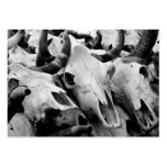 Cow Skulls business cards