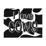 Cow Spots Post Card