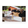 Cow sticking it's tongue out for popcorn postcard