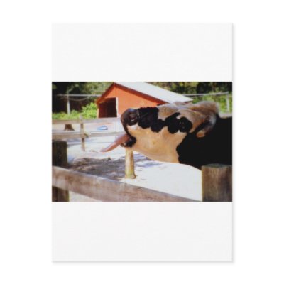 Cow sticking it's tongue out for popcorn postcards by brassica