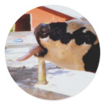 Cow sticking it's tongue out for popcorn stickers
