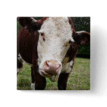 Cow Sticking Out Tongue