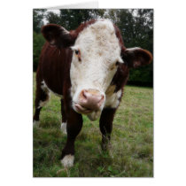 Cow Sticking Out Tongue