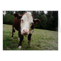 Cow Sticking Out Tongue Greeting Card