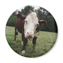 Cow Sticking Out Tongue