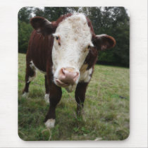 Cow Sticking Out Tongue