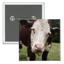 Cow Sticking Out Tongue Pinback Button