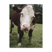 Cow Sticking Out Tongue
