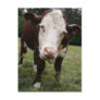 Cow Sticking Out Tongue