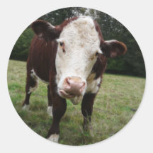 Cow Sticking Out Tongue Round Stickers