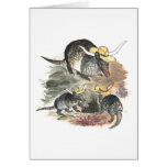 Cowboy Armadillo Family Card