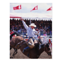 Cowboy at a Rodeo Postcards