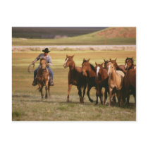 Cowboy Herding at the Ranch Postcard