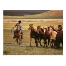 Cowboy Herding at the Ranch Postcard
