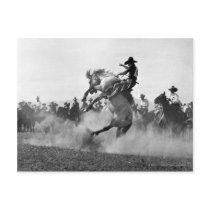 Cowboy on a bucking bronco postcards