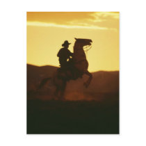 Cowboy on Rearing Horse Post Cards