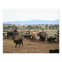Cowboy Roping Calf 11x14 Photographic Print