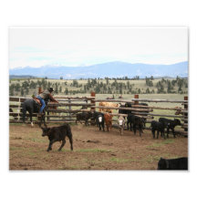 Cowboy Roping Calf 8x10 Photograph