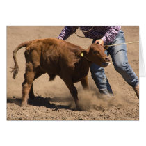 Cowboy ties a calf cards
