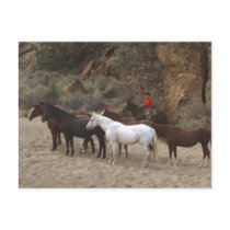 Cowboy with Herd Postcard