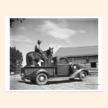 Cowboy with horse in a truck posters