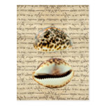 Cowrie shells postcard