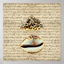 Cowrie shells posters